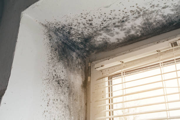 Affordable Mold Cleanup solutions in Ashville, PA