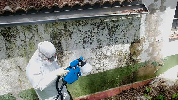 Top rated local Mold Cleanup specialists in Ashville, PA